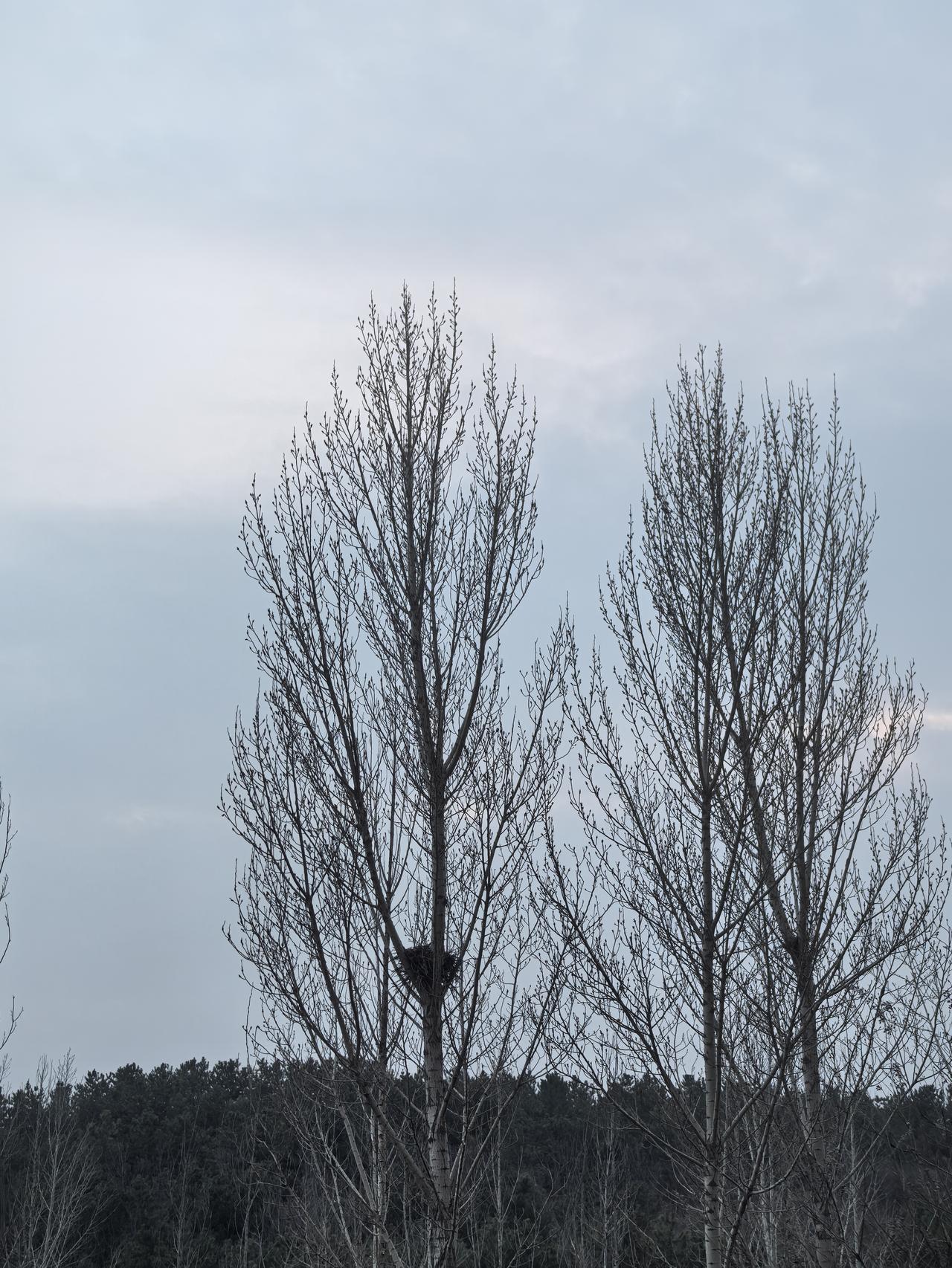 春天到了，北方大地的树木依然没有冒出绿芽，喜鹊窝映人眼帘！