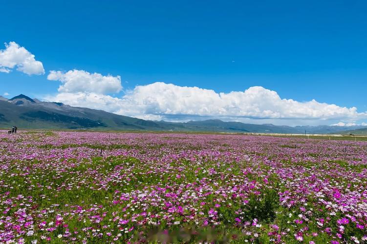 #寻觅西藏格桑花开#在西藏，格桑花象征着爱与吉祥幸福，是当地人民心中最为圣洁的花