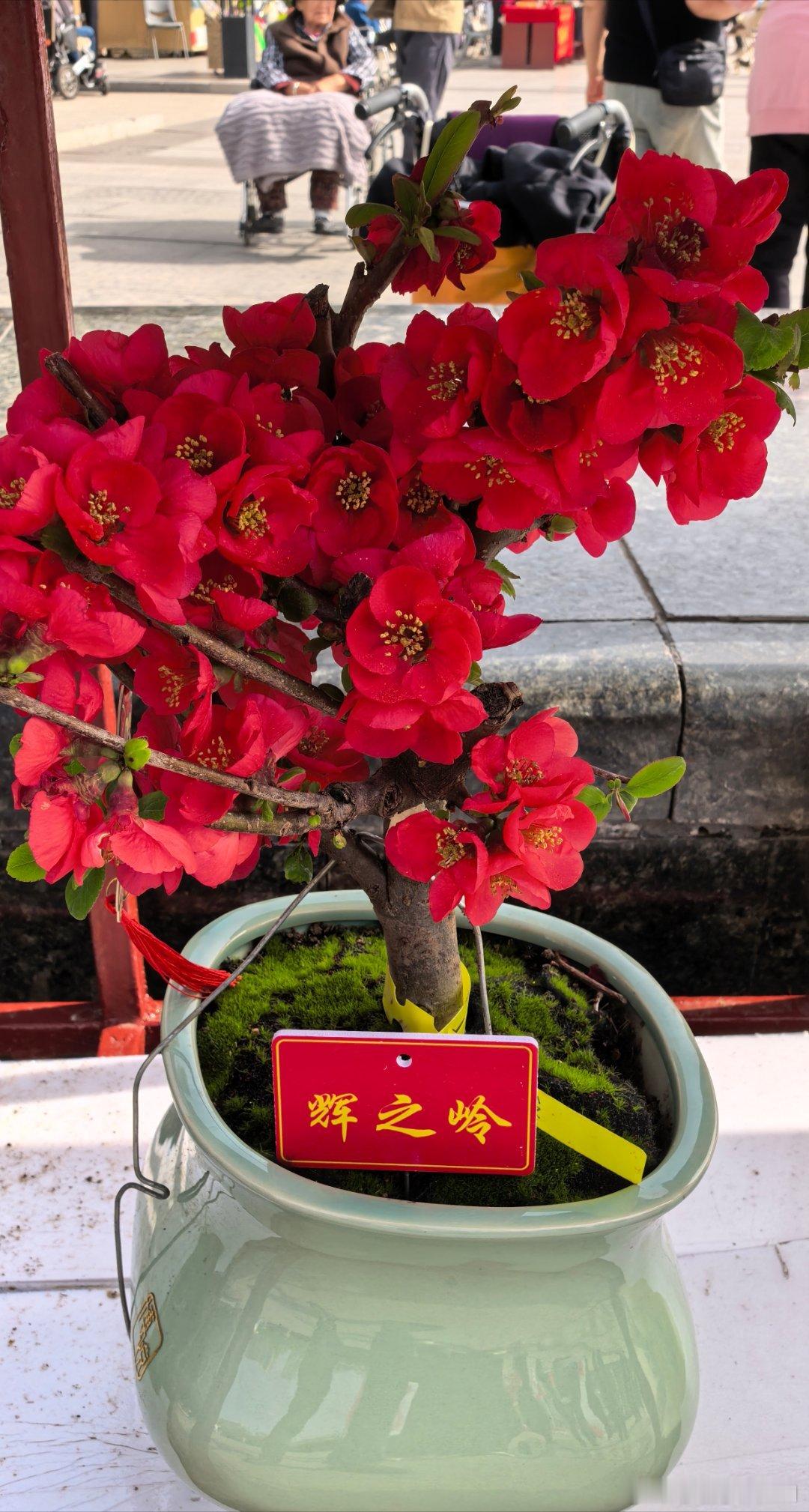 太原龙潭公园海棠花展 