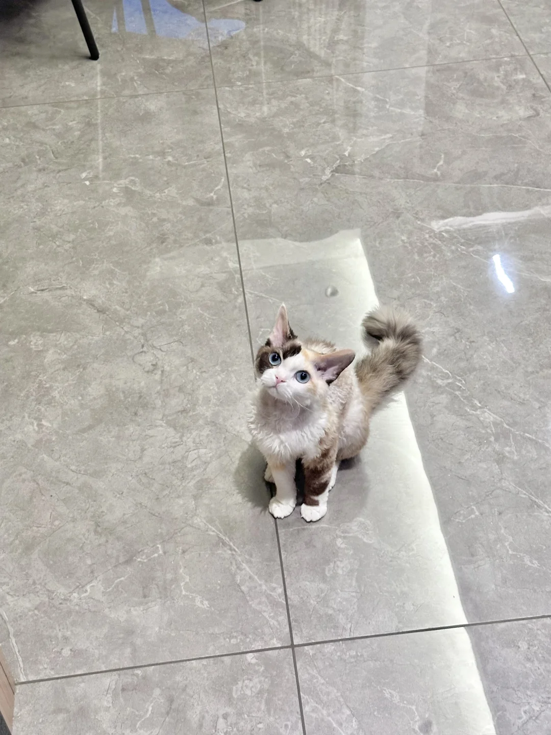 🥺𝗝𝗲𝗹𝗹𝘆𝗰𝗮𝘁又出新了₊⁺ ♡̶₊⁺