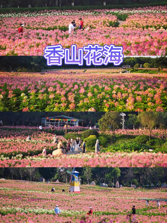 翔安香山醉蝶花海，现实版莫奈花园已上线