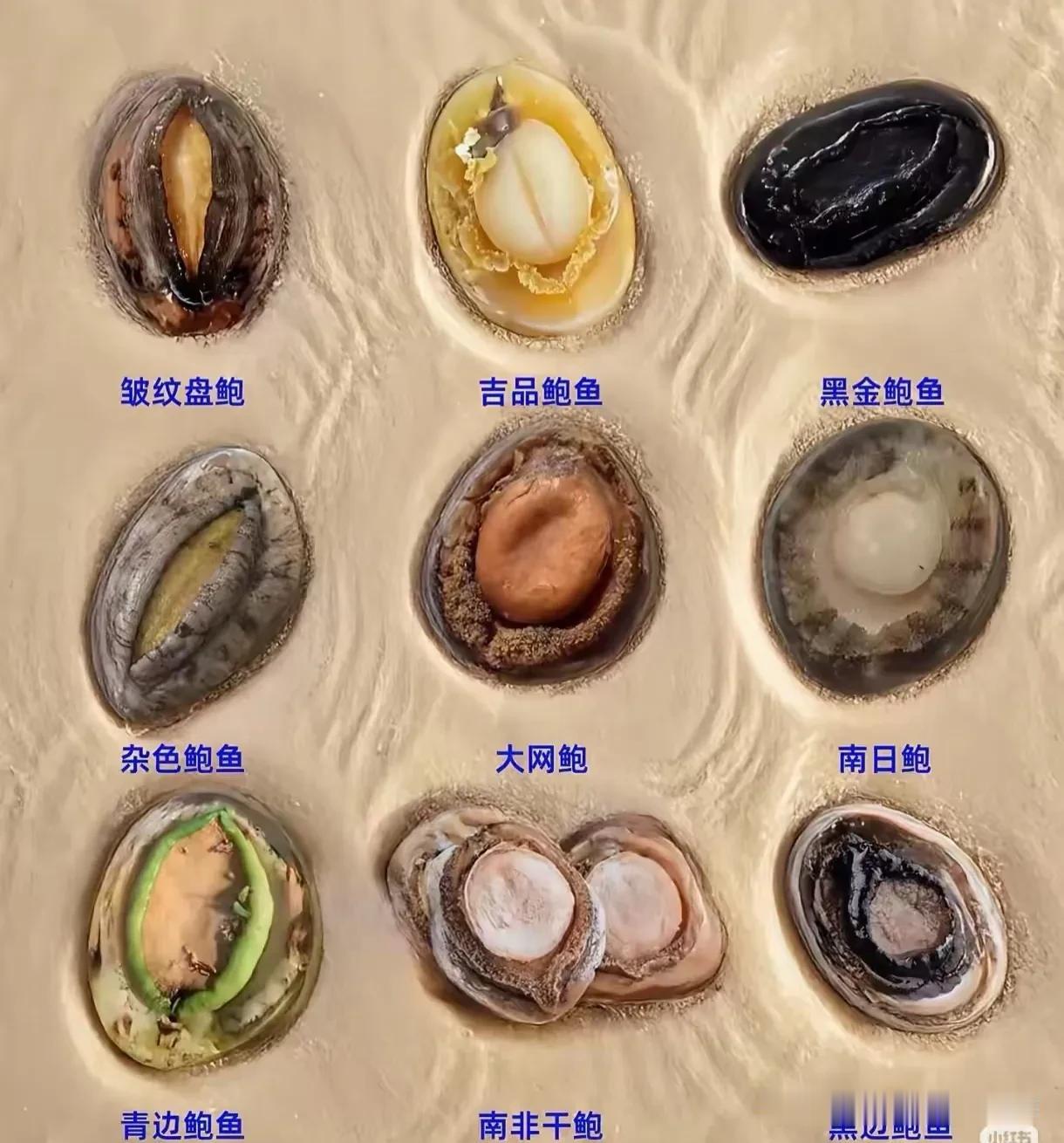终于有人把鲍鱼的品种讲明白了，涨知识啦！
