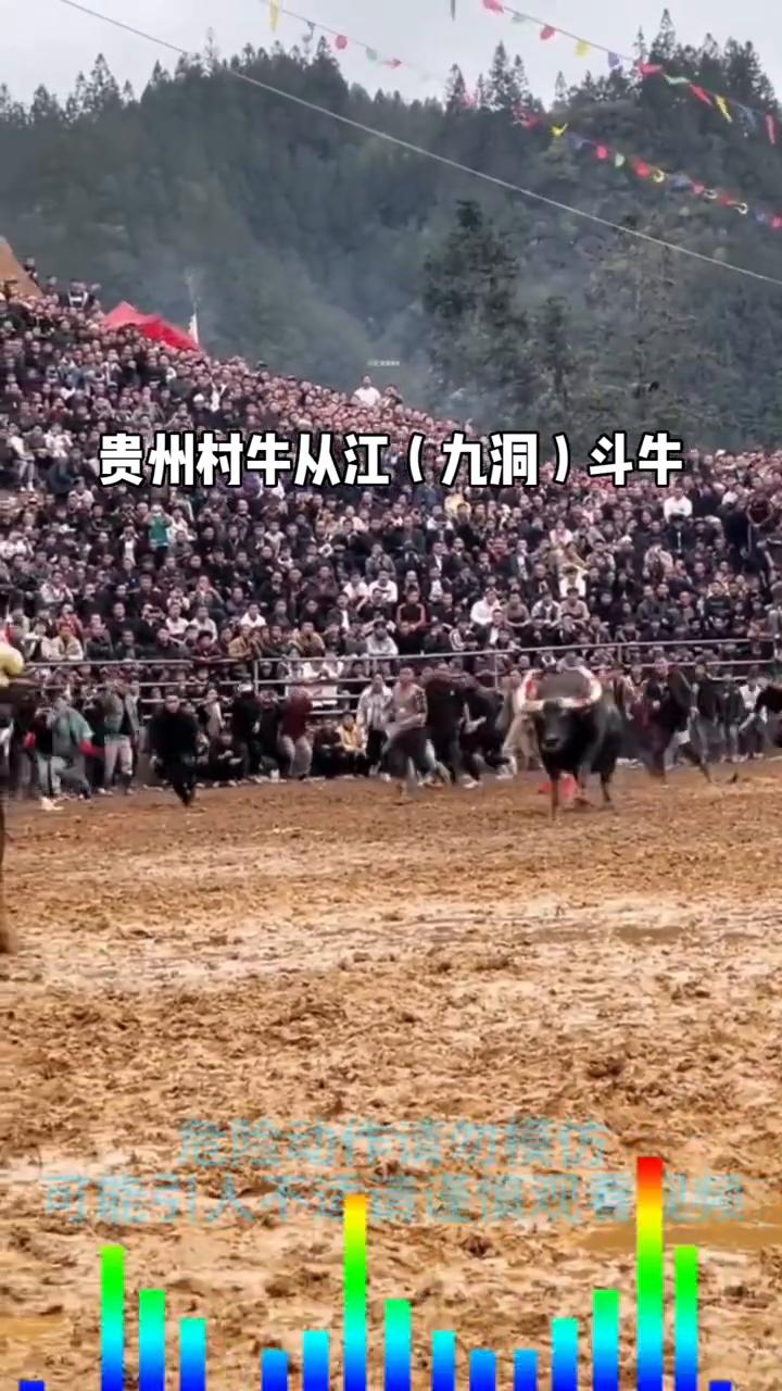 贵州村牛从江(九洞)斗牛。
危险动作请勿模仿，可能引人不适，请谨慎观看。