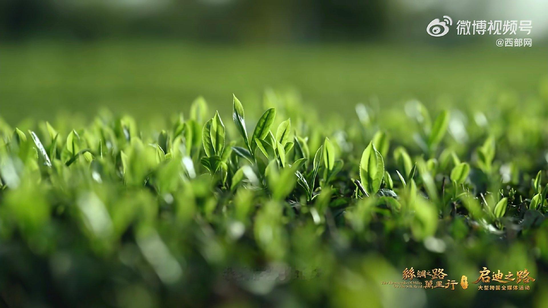 丝路连山海一叶看千年岩骨花香的韵味，是茶叶经过岁月沉淀的结果。 