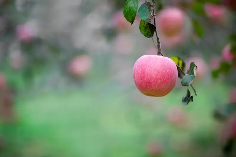 友友说的太好了，守着苹果日子也挺好啊[作揖]甜到心里的苹果 苹果熟了的季节 放不