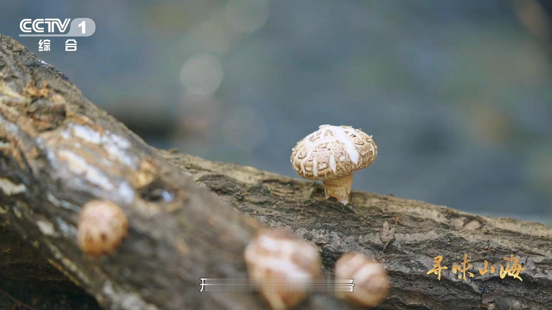干香菇鲜香菇哪个更好吃一种花菇可以有两种味道 风干是花菇的修行之旅，浓缩的鲜在皱