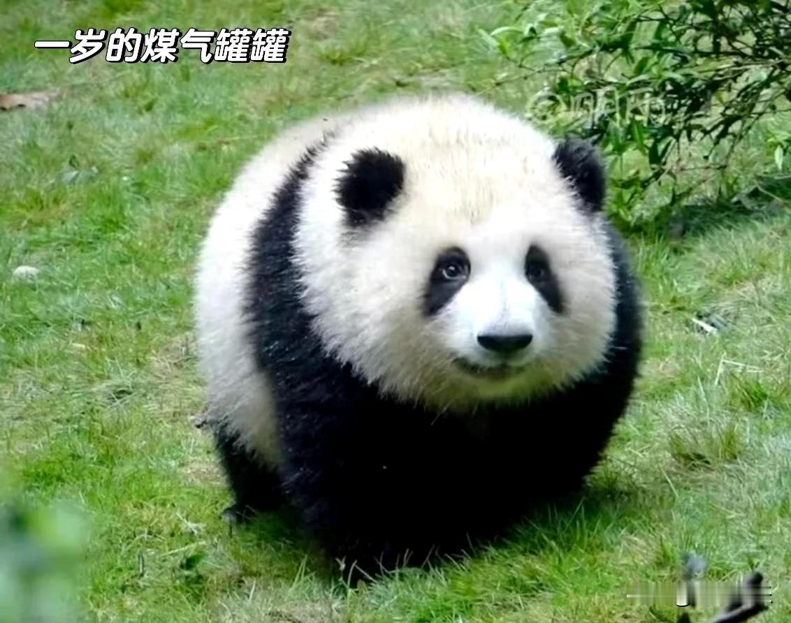 太可爱啦！花花的存在本身就太美好了

真是等比例长大的熊猫，简直太漂亮啦[送心]