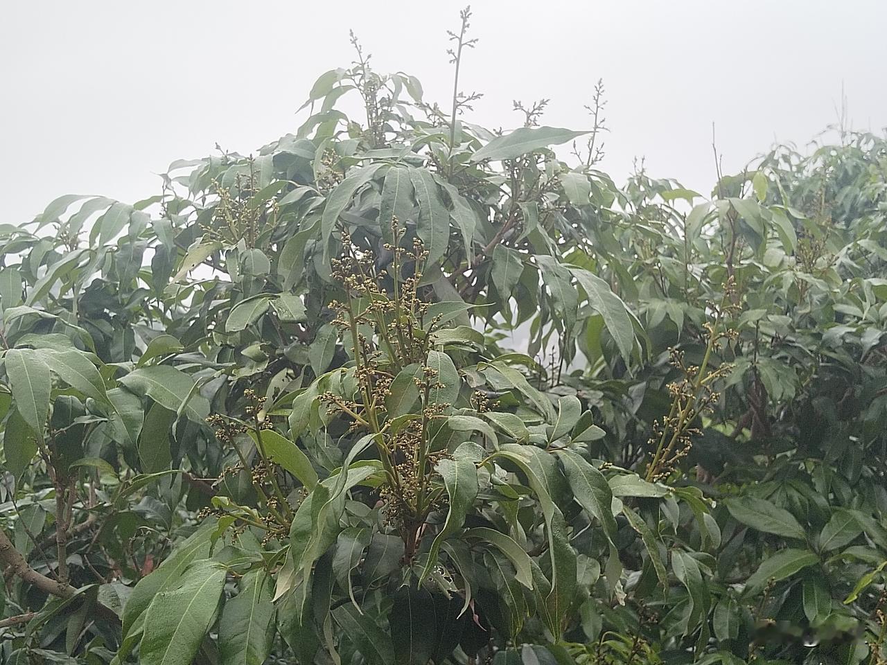 荔枝生长：峰回路转，前景可期

前期，天气状况不佳，让荔枝开花足足延迟了十几日，