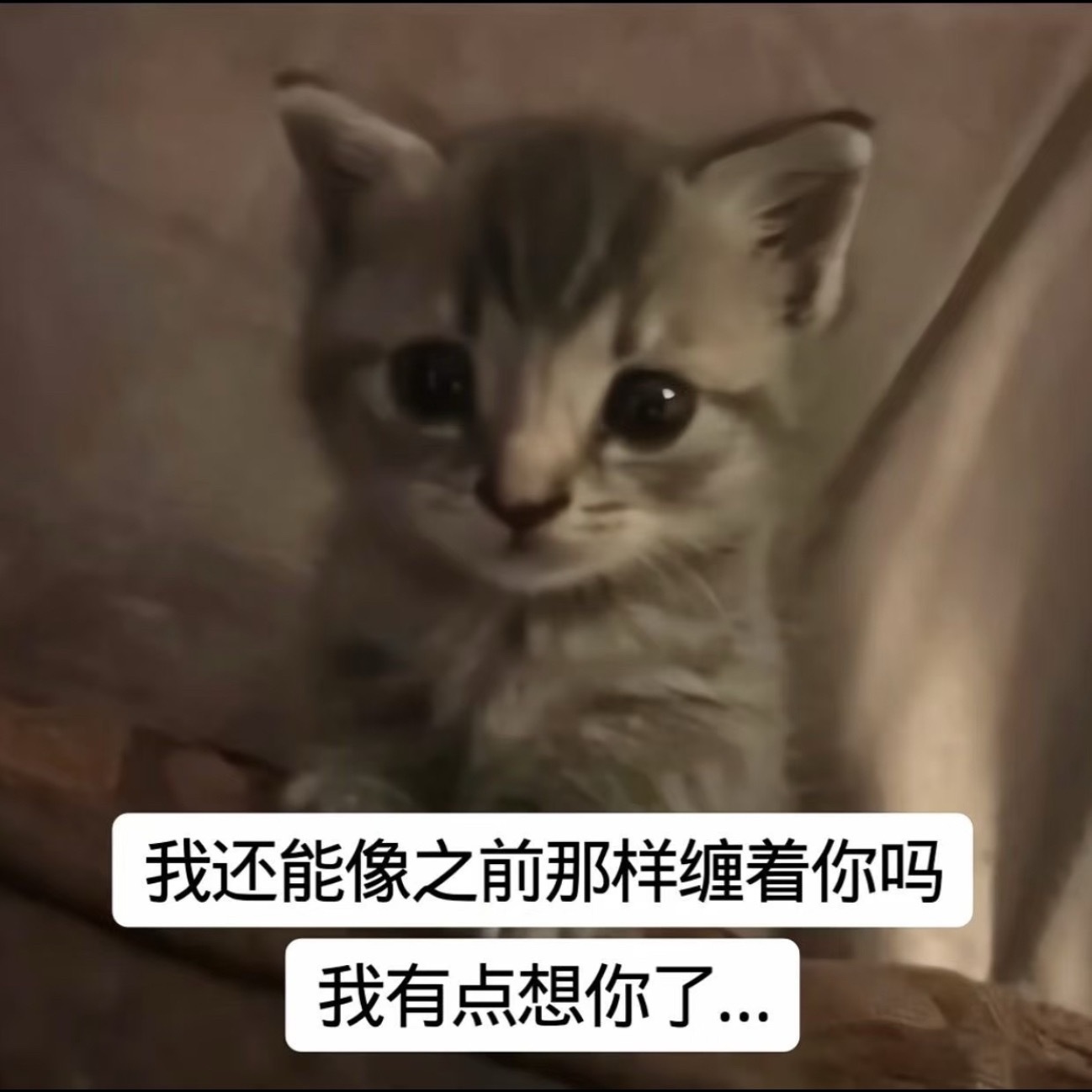 感觉他就这么委屈巴巴 