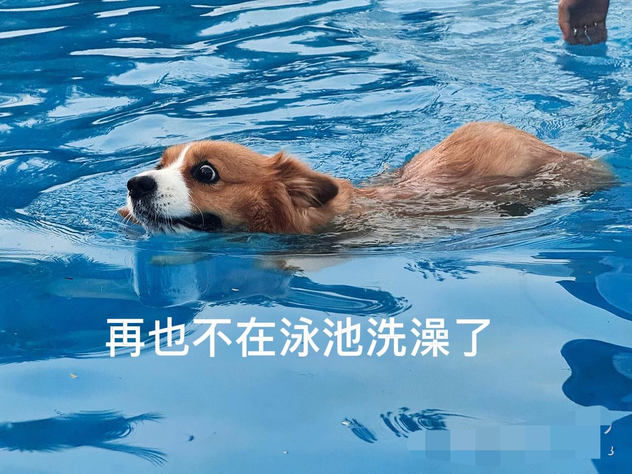 这才是物业应有的担当
在三亚的泳池给狗搓澡？
面对别人的劝告置之不理，反而理直气