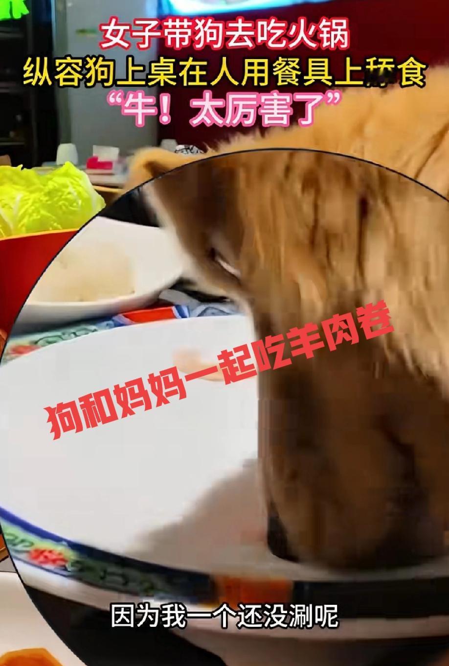 狗和妈妈一起上桌？
太炸裂了，太无德了！
一家餐厅里，狗妈妈带着狗去吃火锅，狗妈