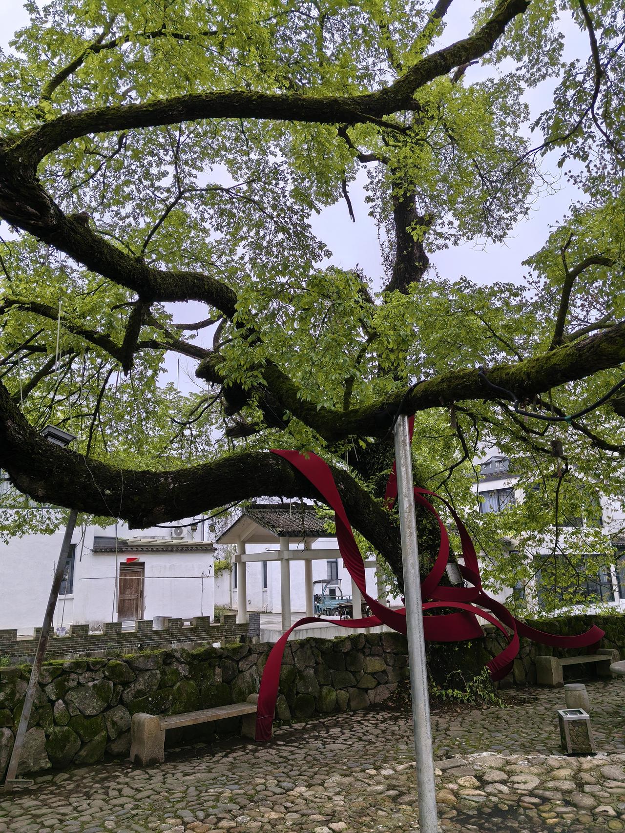 黄连木，你认识她吗？浦江县山沟沟里的名贵树木。

下图的老树，弯腰曲背，千创百孔