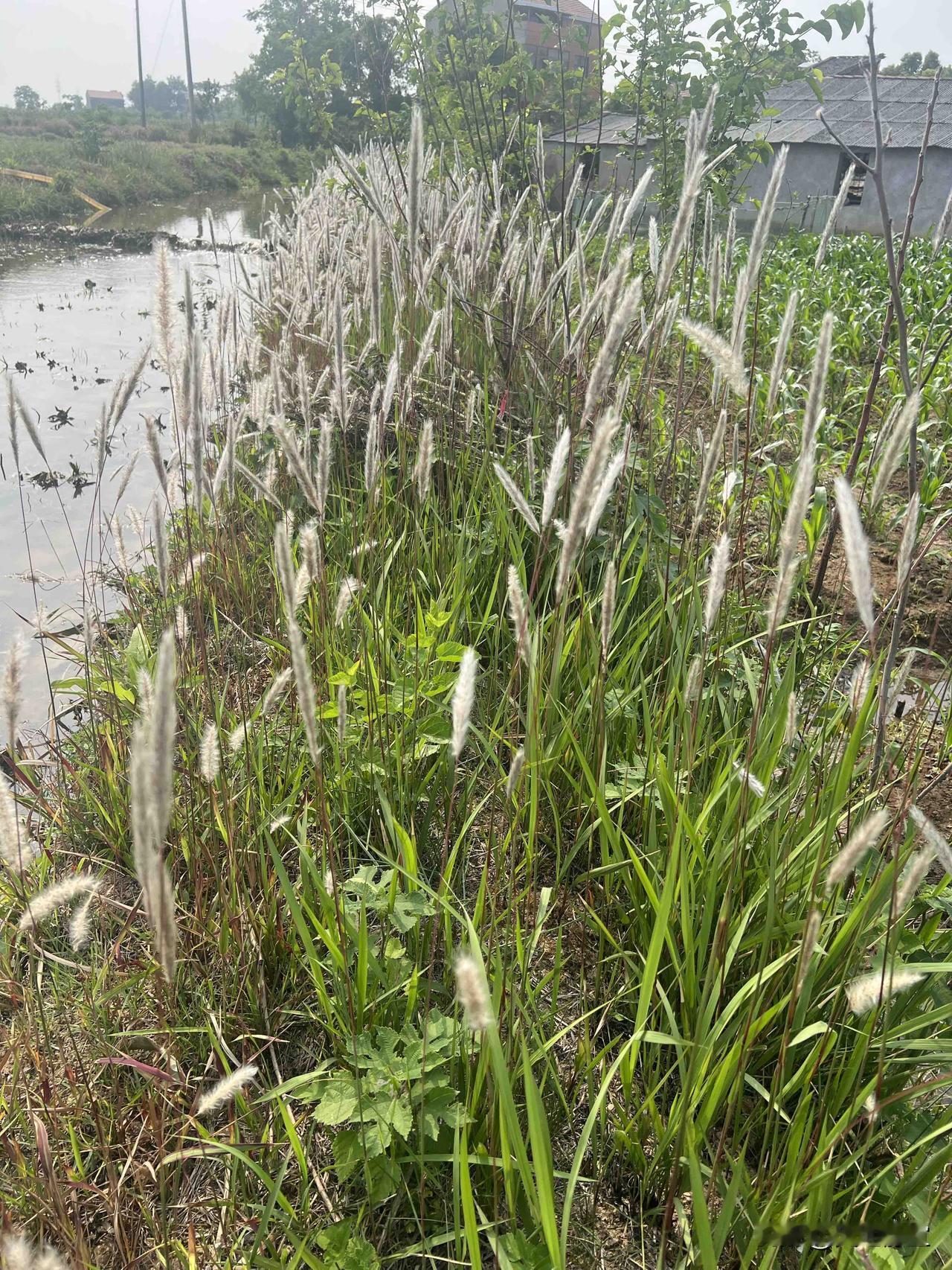 晒图笔记大赛这是什么植物你们知道吗？在我们老家叫毛毡花，记得小时候在它刚长出来的