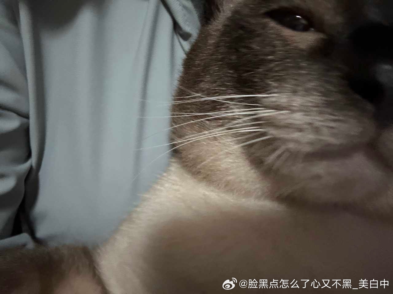 4077只黑脸痴傻中透露出一丝狡诈 