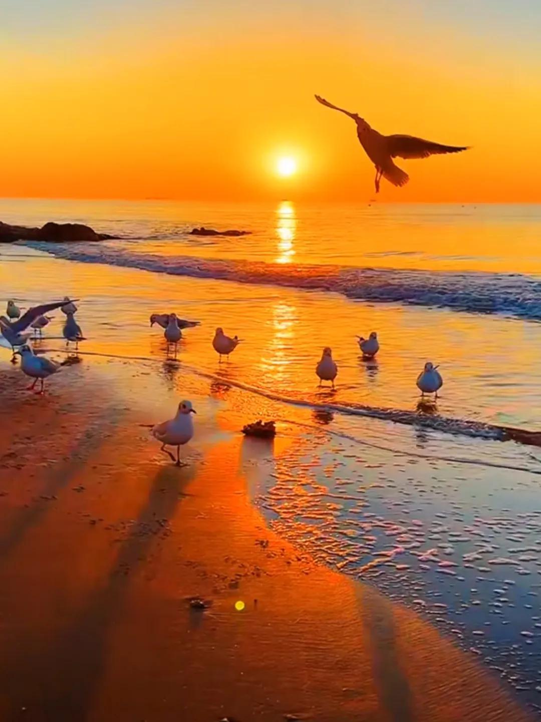 海鸥戏水逐波光，夕阳余晖映沙滩。落日照海域 美丽的海景海鸥