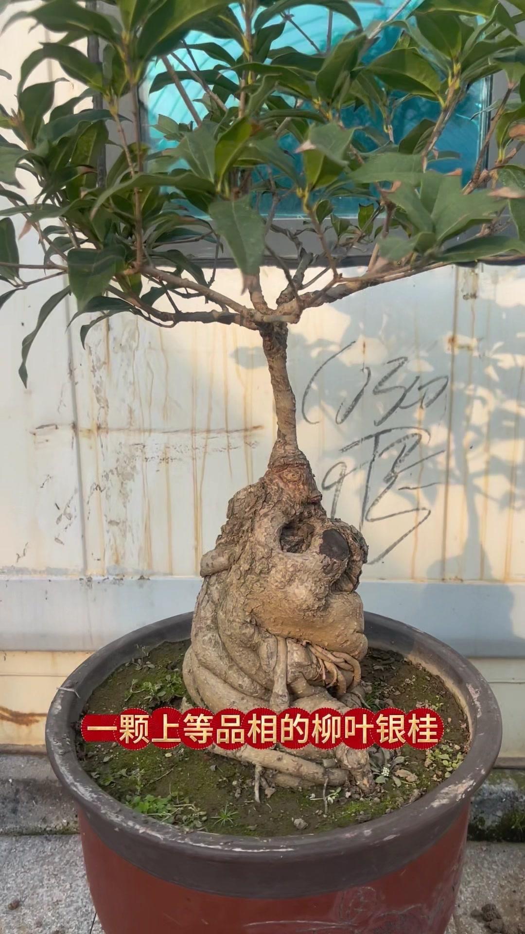 什么是银桂中的好品种？🌿上等柳叶银桂来了！银桂系最佳品种，五分枝品相美观，开花