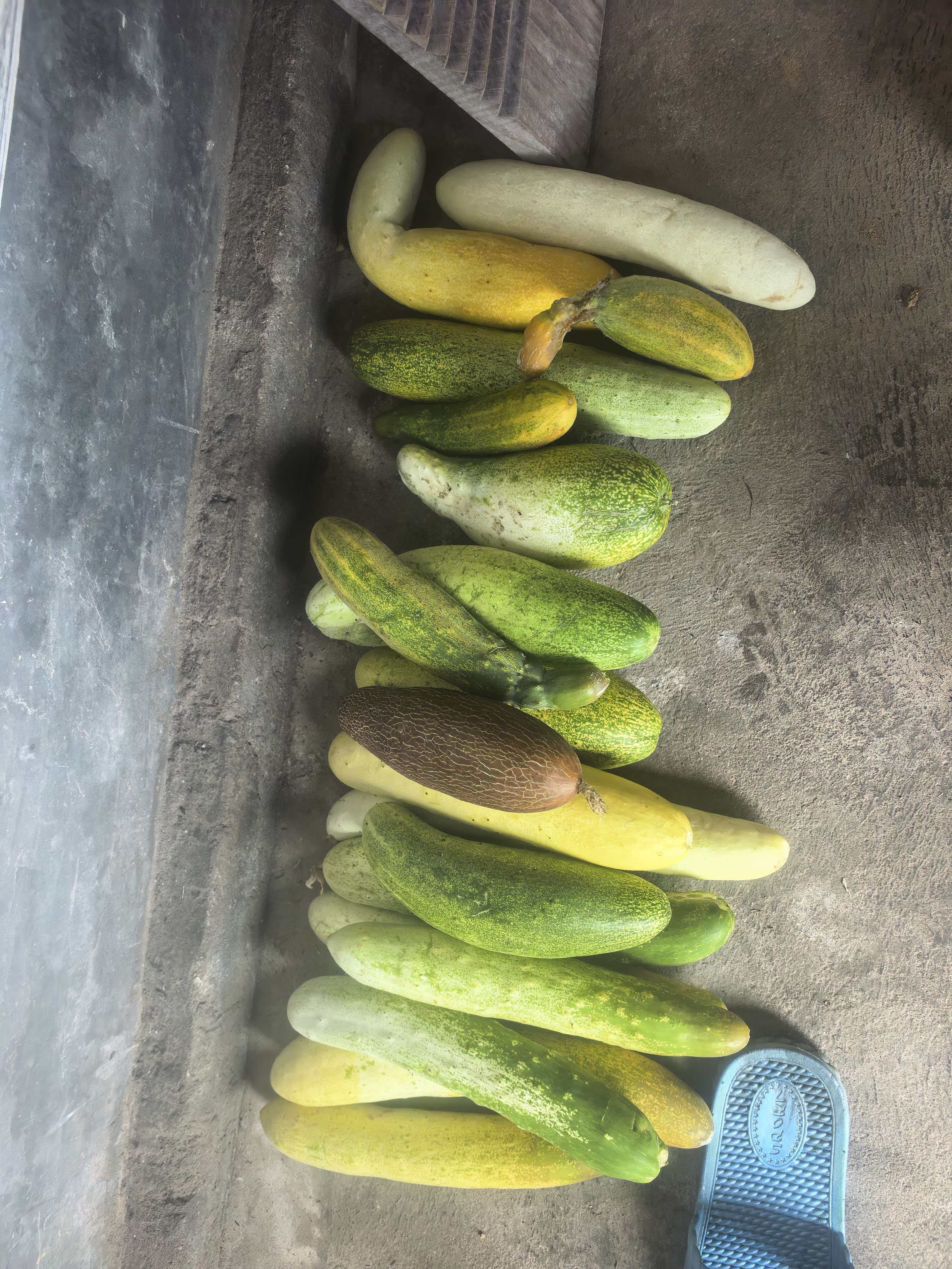 还是住村里面好啊，黄瓜长到没人摘，自家喂的小龙虾随便逮，没有纷纷扰扰，没有欲望干