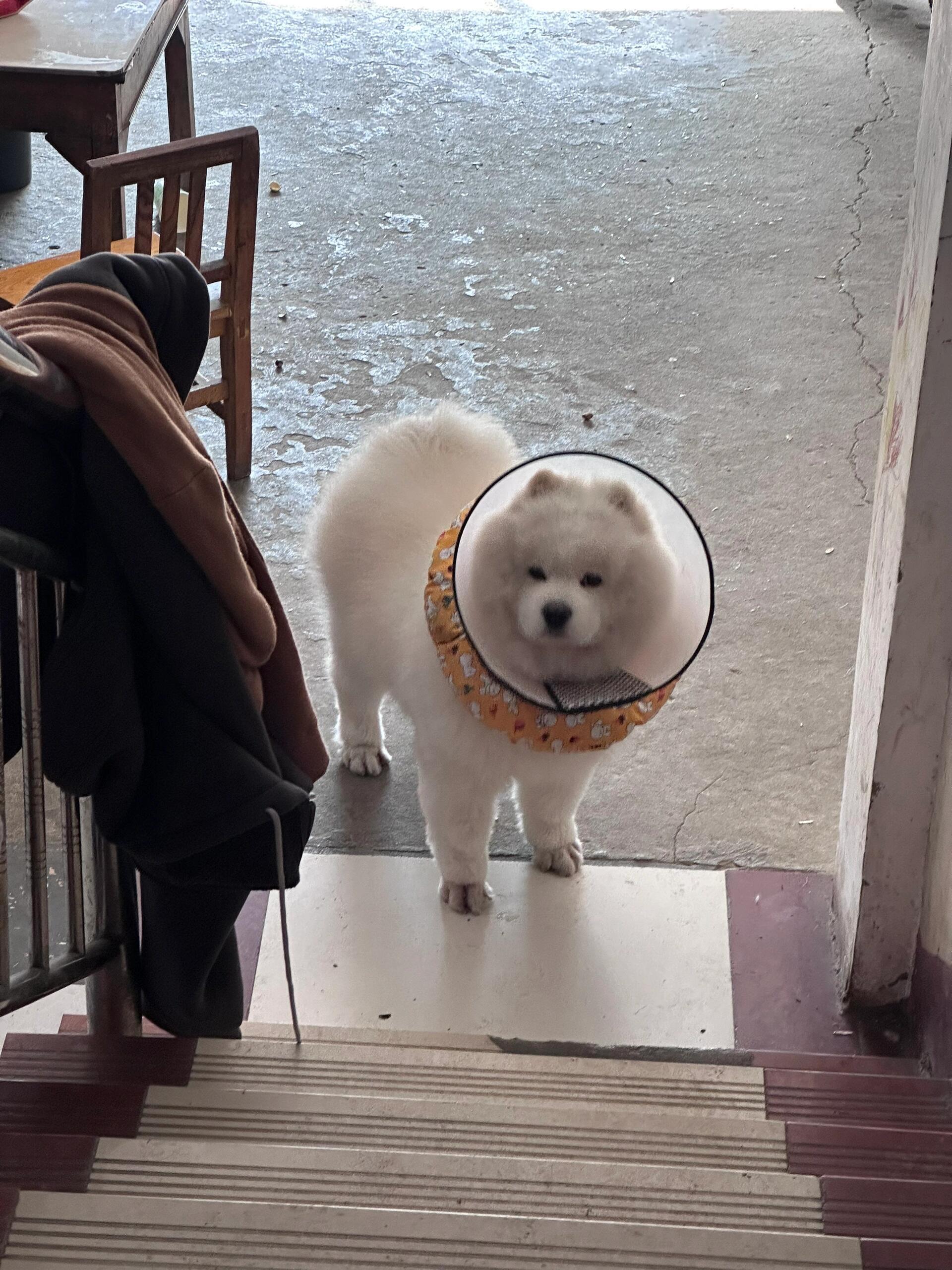 小胖狗生胖气 ​​​