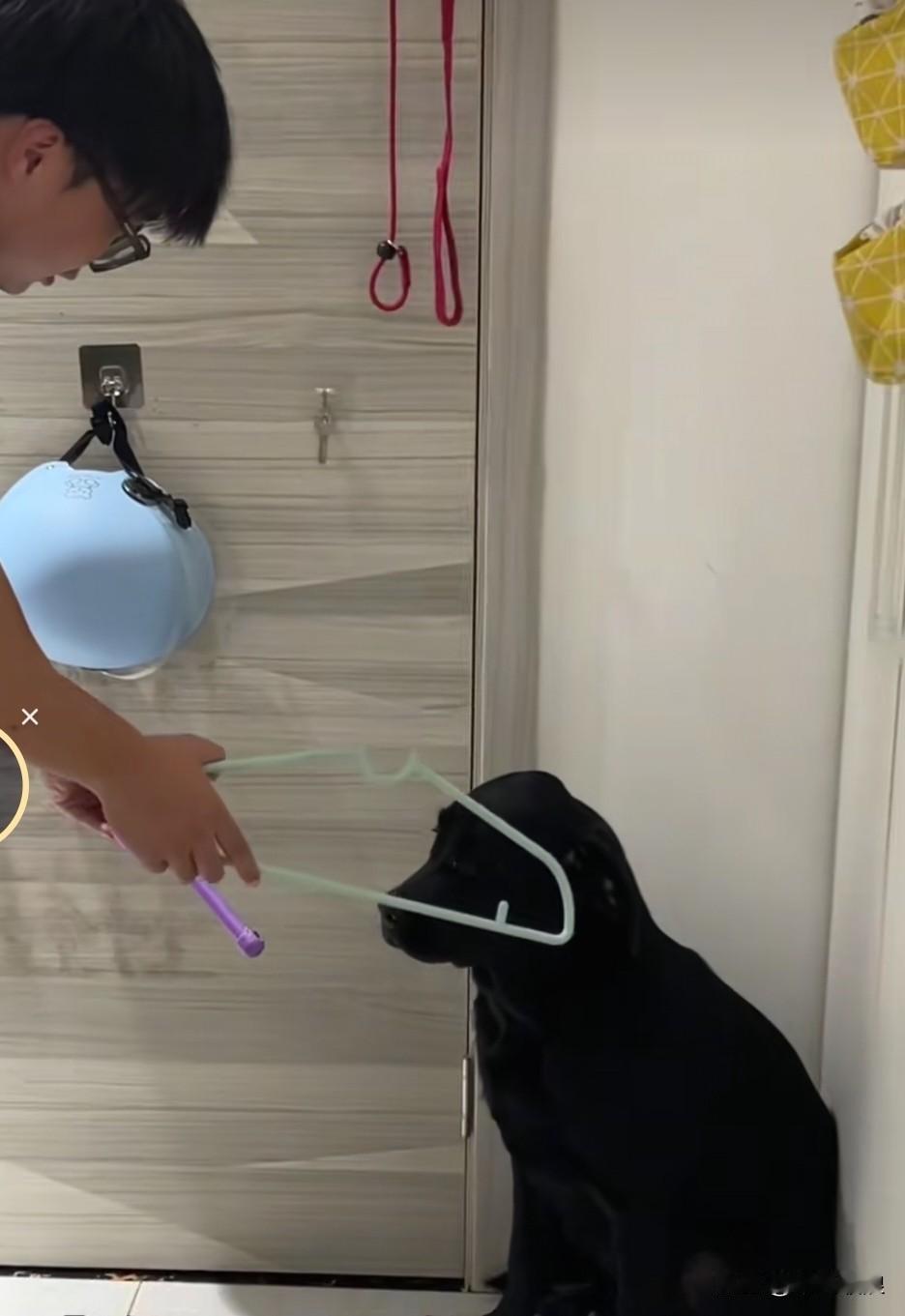 女主人骂道拆家的时候不是挺开心的吗？现在咋就委屈上了？不是妈妈不救你，就是天王老