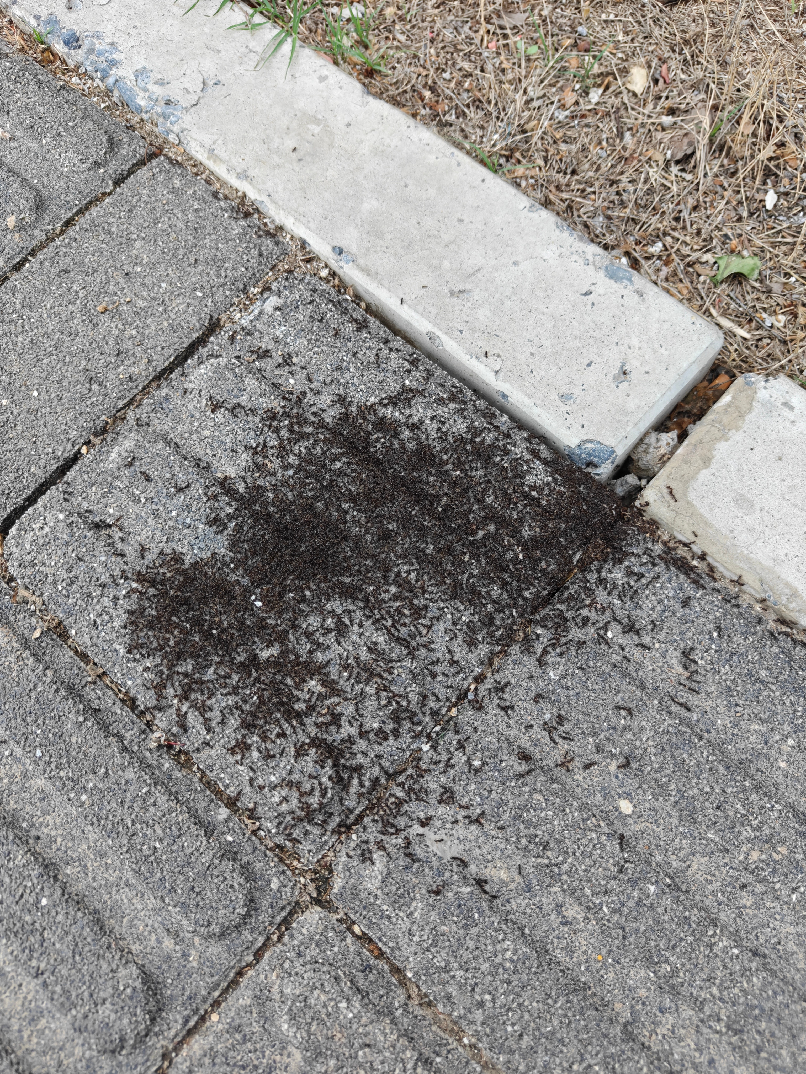 经过我半个小时的观察，看来不是要下雨，这是两窝蚂蚁在打架。我小时候无数次挑拨过蚂