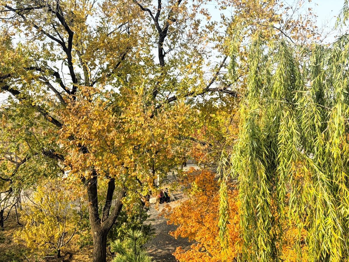 走在树林中，脚下的落叶沙沙作响，像是晚秋在轻声道别，空气中弥漫着淡淡的银杏果的味
