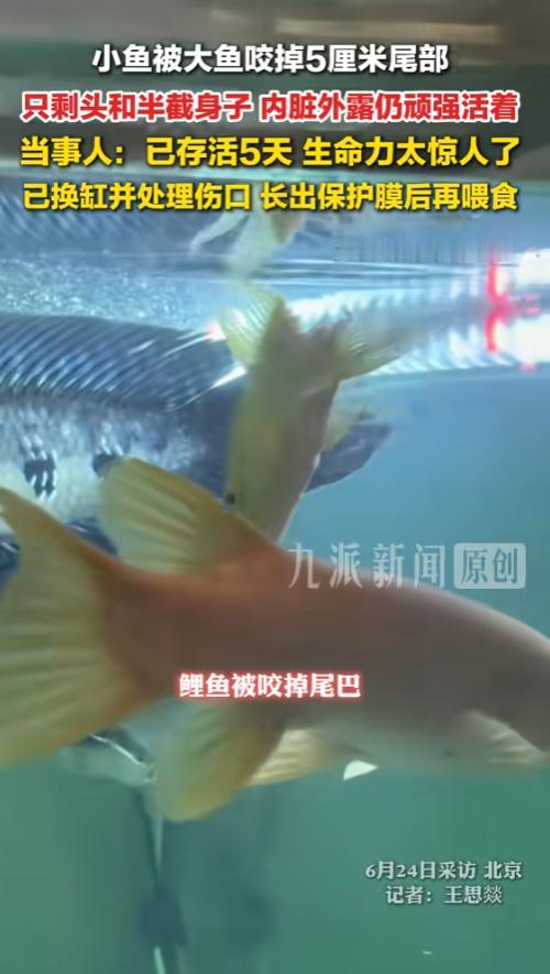 “现实版鱼坚强！”6月24日报道，北京，一男子拿小鲤鱼当活饵投喂，没想到小鲤鱼被