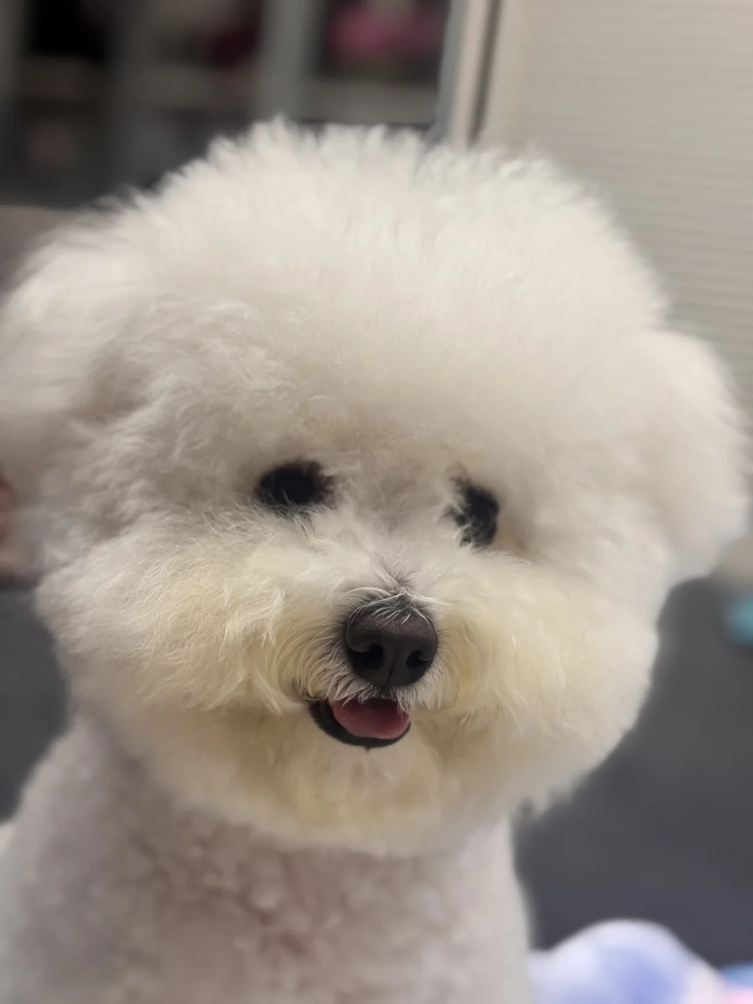 周末了，来颗棉花糖吧～