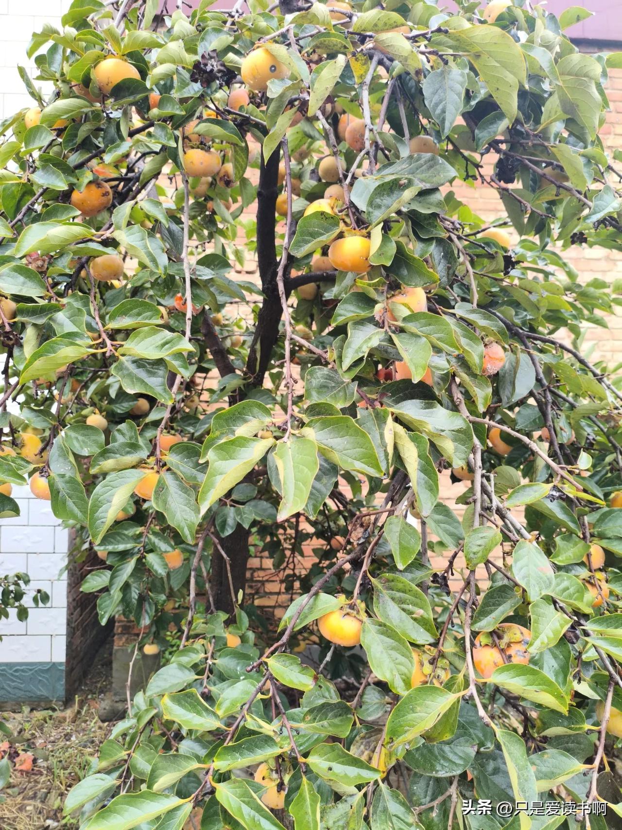 以前做销售的时候认识了一位姓李的姐姐。

李姐来自巴蜀之地，生性泼辣，大胆，颜值