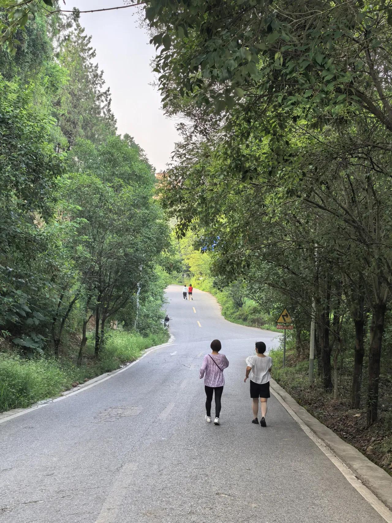 这林荫大道，舒服惬意，幸福感拉滿！