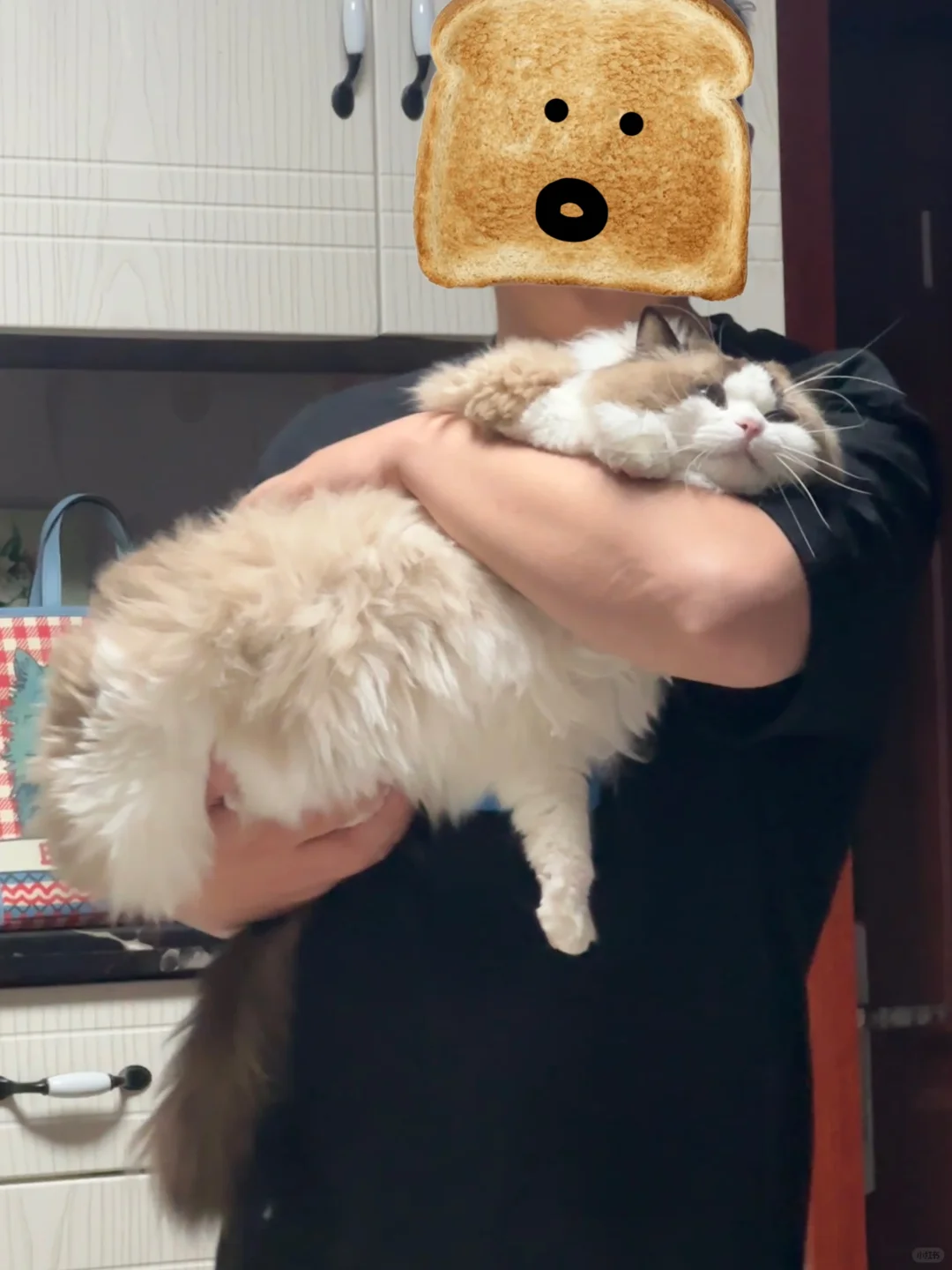 我的小猪
