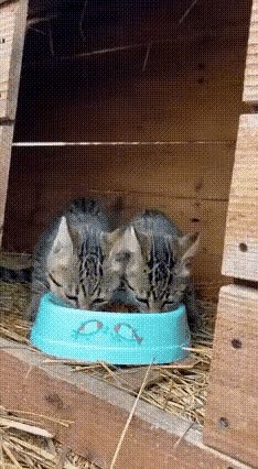 离谱！老鼠居然敢抢狸花猫的饭
​​谁能想到啊！两只小狸猫正埋头干饭，吃得津津有味