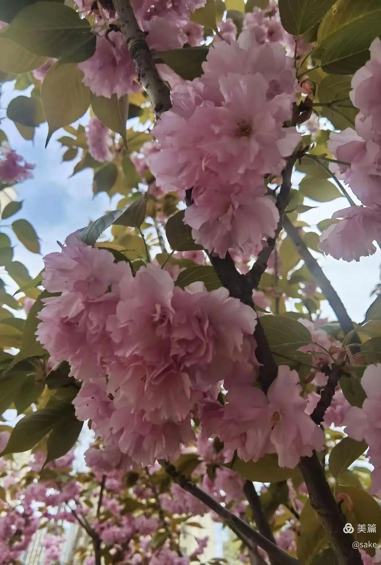 七律•咏樱花（二首）
其一
樱花四月艳群芳，
美在枝头引俊郎。
妩媚招摇才子赞，