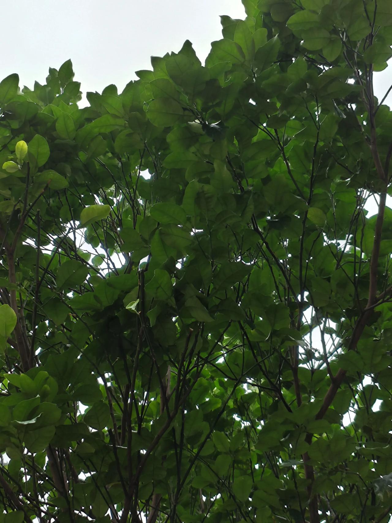 抬头撞见满屏的绿意，枝叶在风里轻轻摇晃，把所有的烦躁都揉碎在这一片鲜活的生机里。