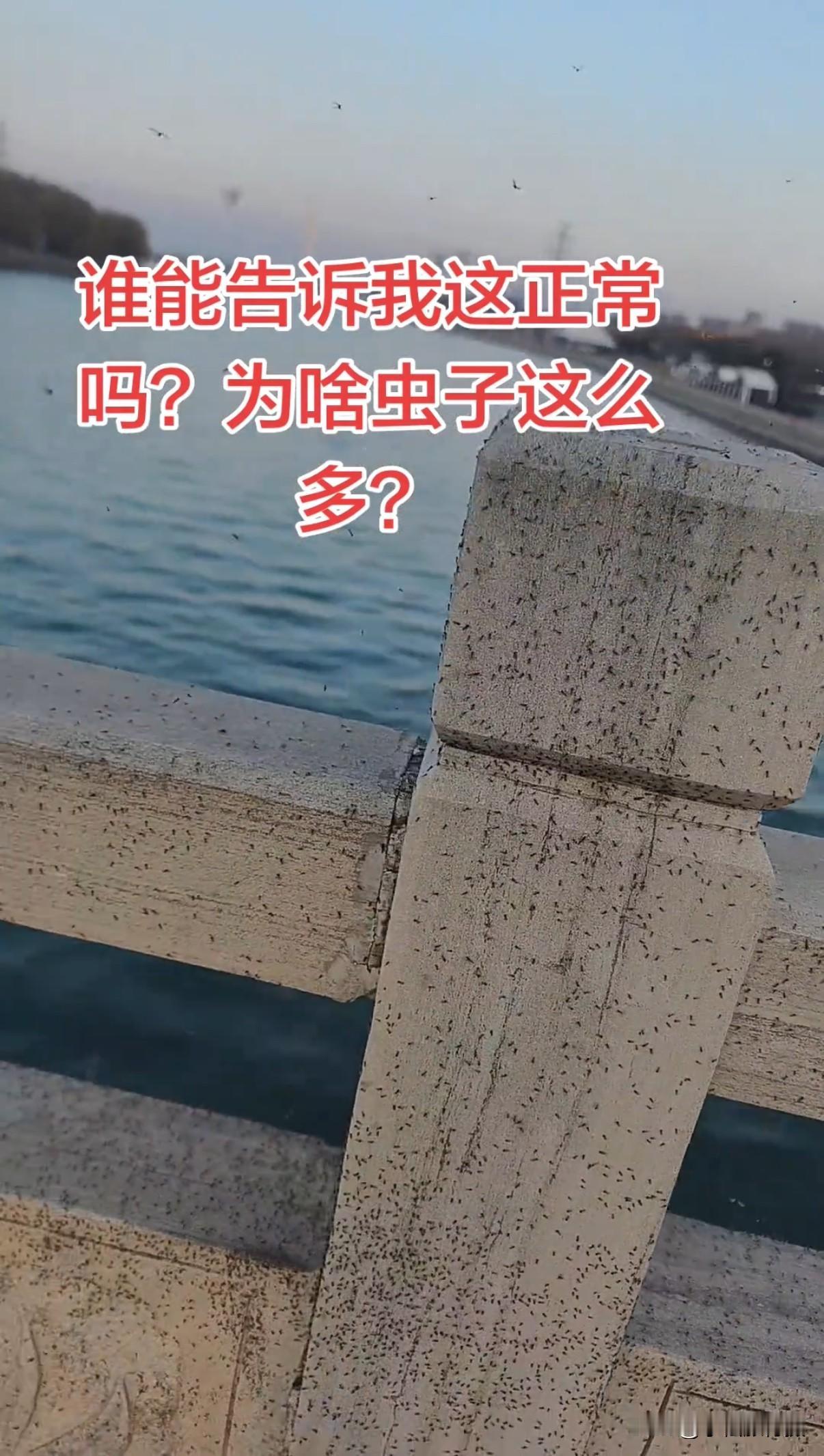 网友吐槽不知为什么太平河周边全是小飞虫，黑压压一片爬满了围栏，从此路过备受困扰！