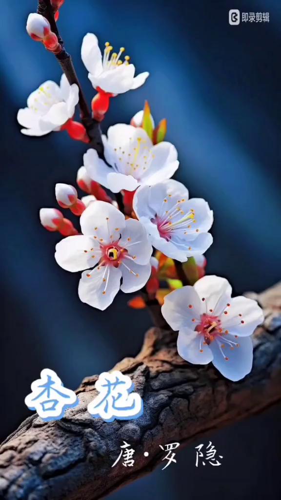 杏花。
唐·罗隐。
暖气潜谁次第春，梅花已谢杏花新。
半开半落阔园里，何异崇枯世