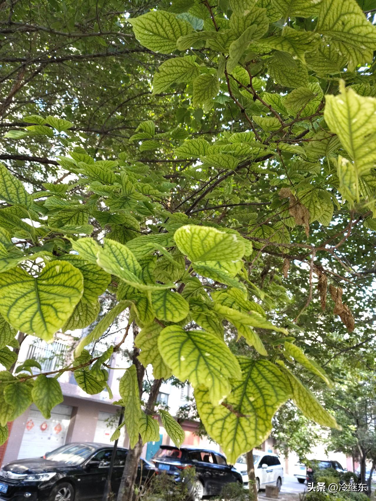 AI技术涉足各个领域，在短剧制作上也必定会大放光彩。
   但未来会否成为短剧制