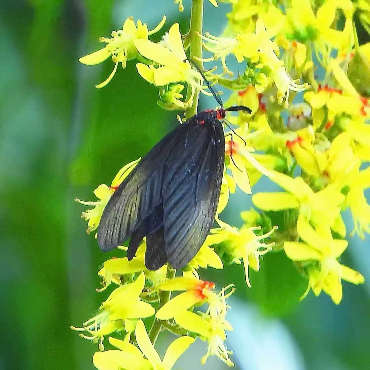 【昆虫观赏】重阳木锦斑蛾

鳞翅目斑蛾科锦斑蛾属昆虫，成虫体长17-24毫米，翅