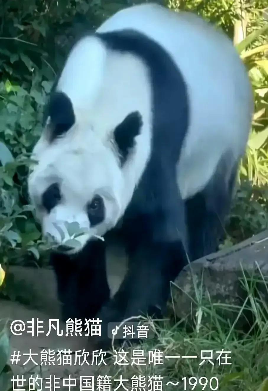 大熊猫的基因锁得比银行金库还死，西方实验室再馋也只能干瞪眼。
从多莉羊那会儿算起