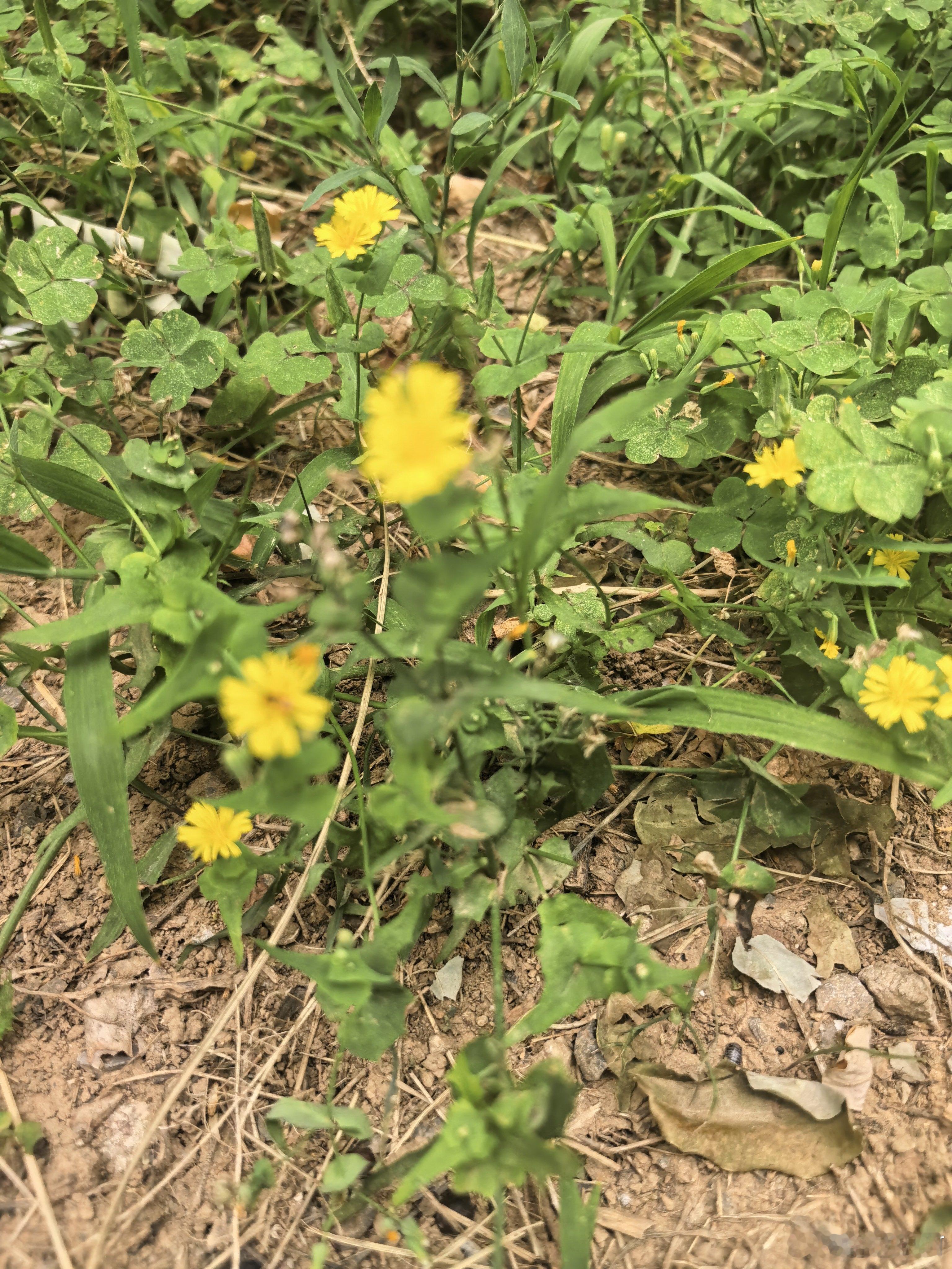 一路穿过鲜花，愿，无论你走过的，还是没有过的，那些道路，都开满鲜花。 