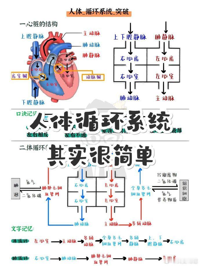 五图了解人体循环系统，图解+口诀 