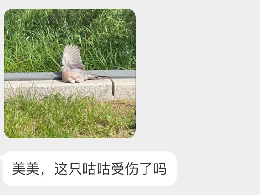 正在晒太阳的珠颈斑鸠不是受伤🙊给红隼热菜呢（bushin ​​​