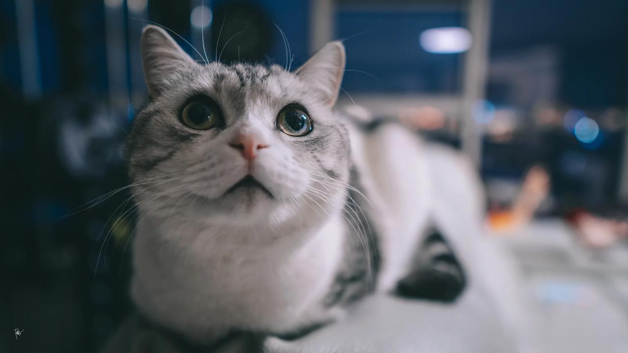 🐱🐱🐱🐱🐱🐱🐱

    