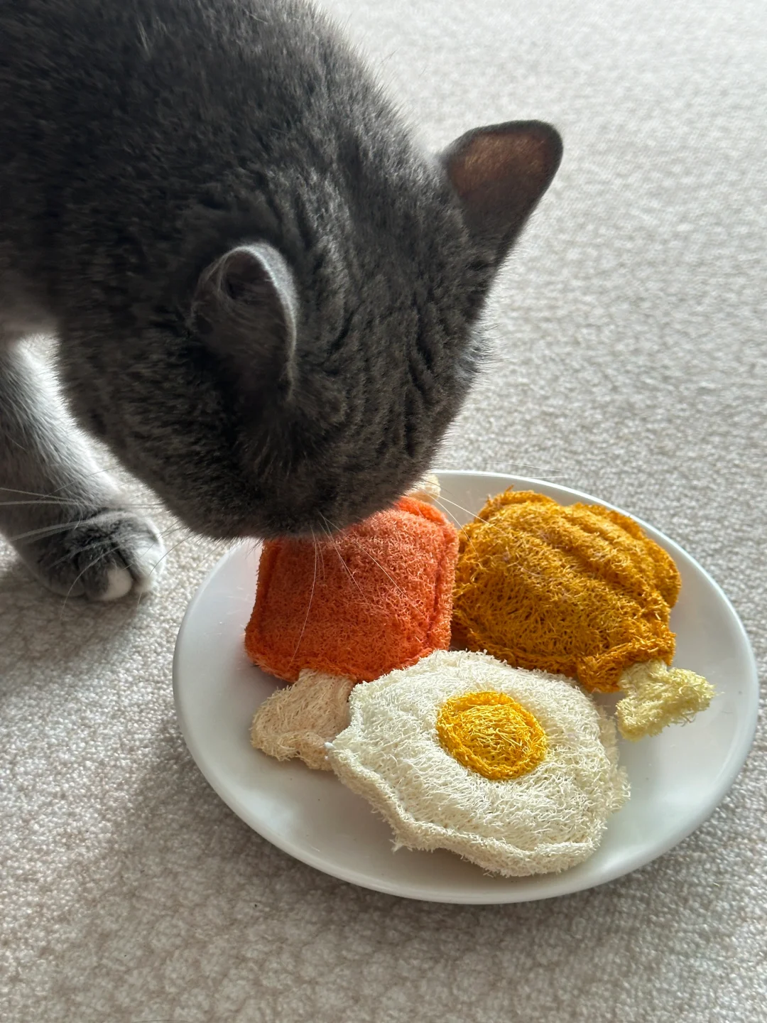 猫咪玩具分享｜今天给英国佬准备了brunch