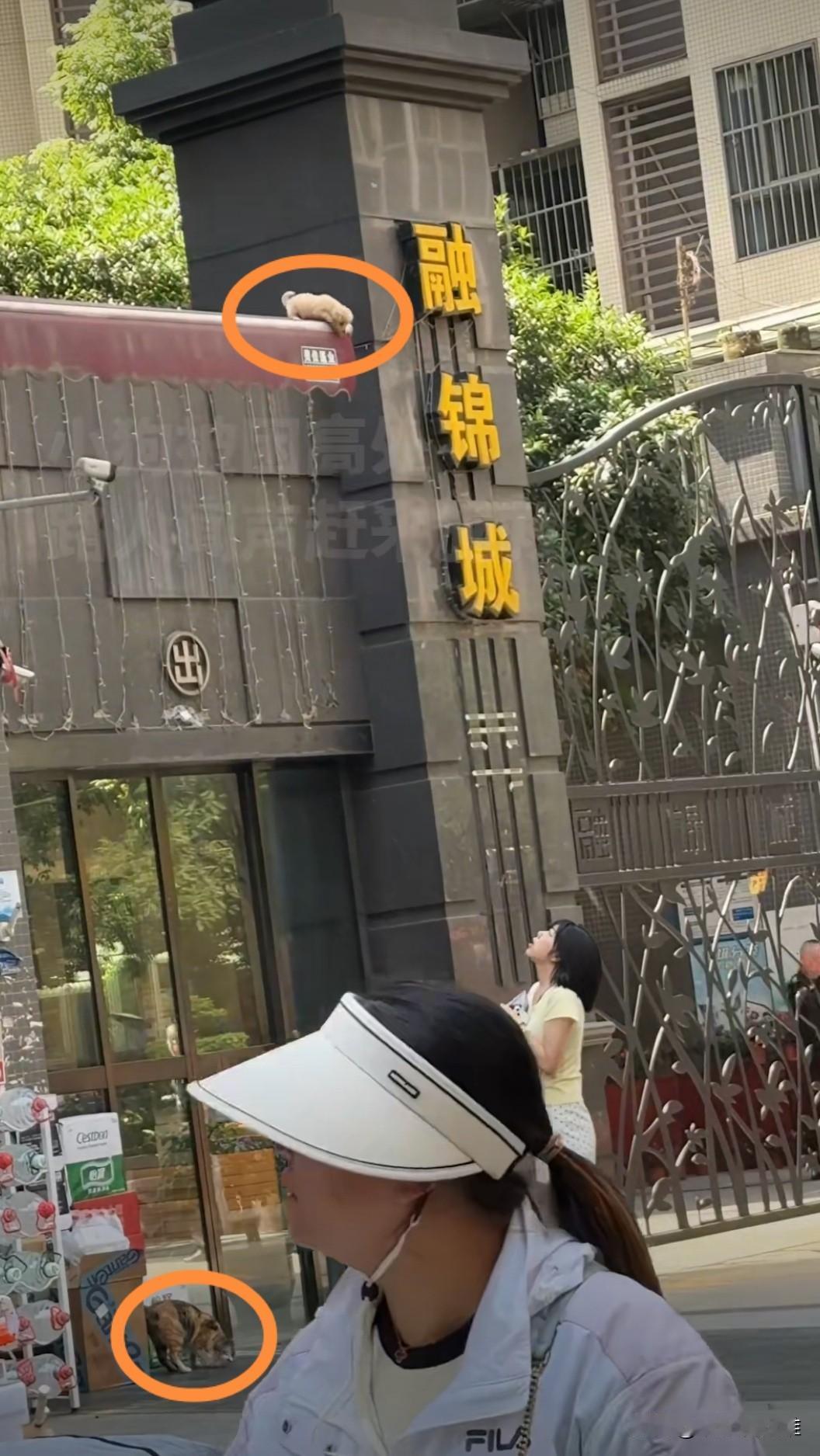 小狗从高处坠落，路人撑伞硬核接住

小区门口，一只小黄狗不知道怎么回事，爬到了围