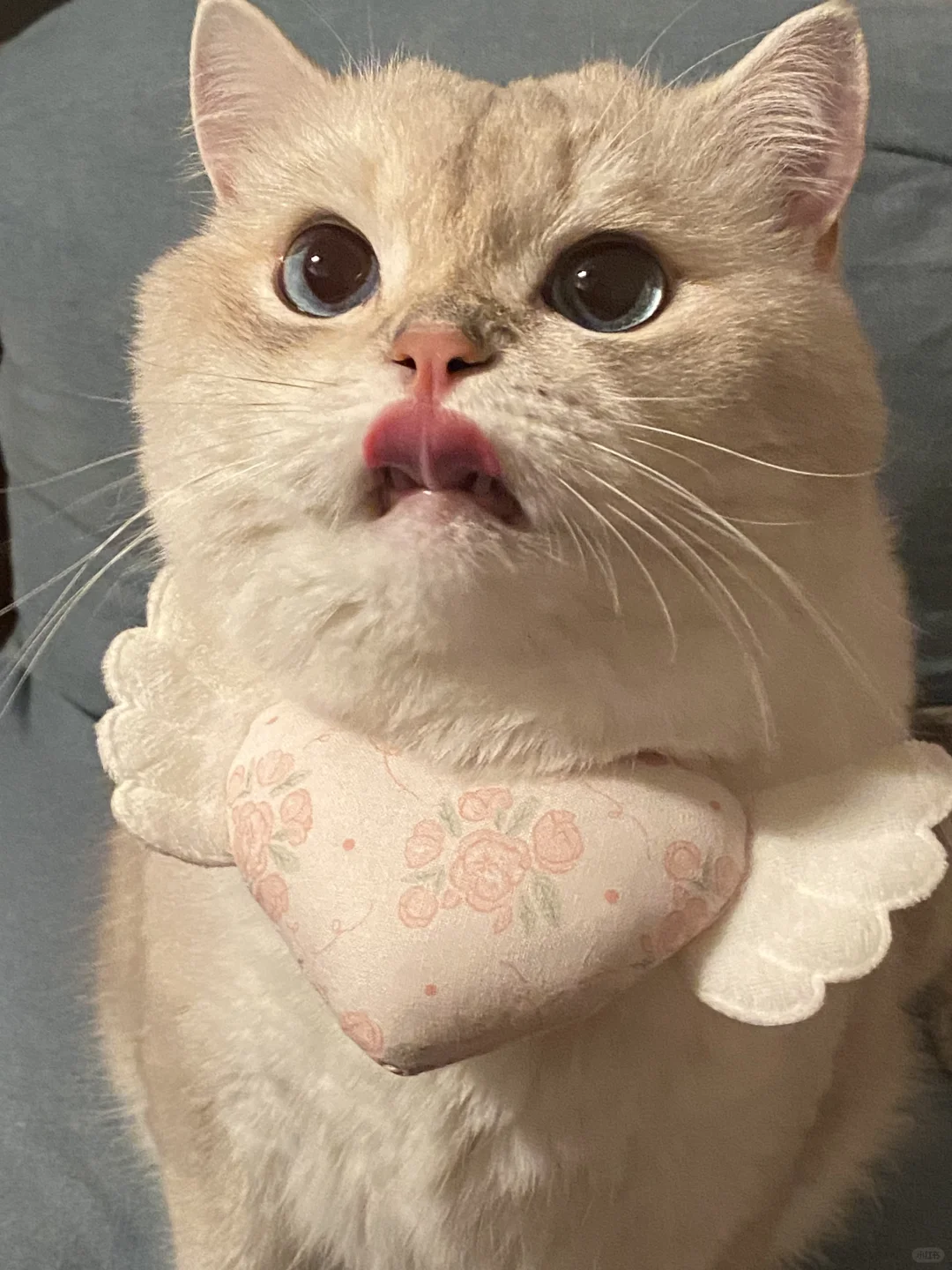 他 好像小天使呀👼