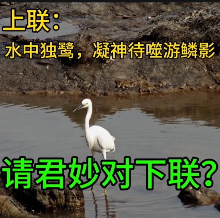 下联：鹭立汀沙
横批：夏日清趣