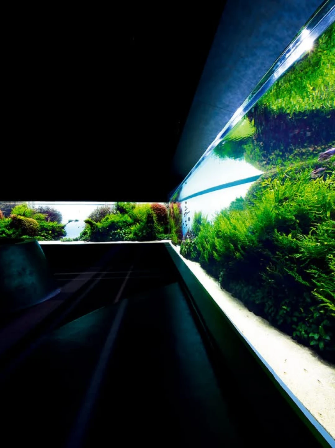 世界最大自然水族造景，即将画上句号