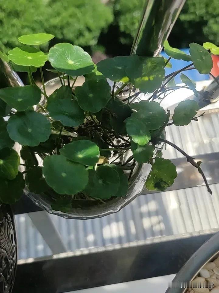 有什么好养的绿植推荐吗? 有什么好养的绿植推荐吗? 铜钱草堪称绿植界的“养不死小