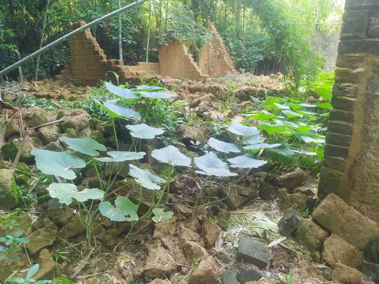隔壁这栋老土坯房塌了一年多了，今年房屋的老主人在倒塌的土堆上随手撒了一些南瓜籽，