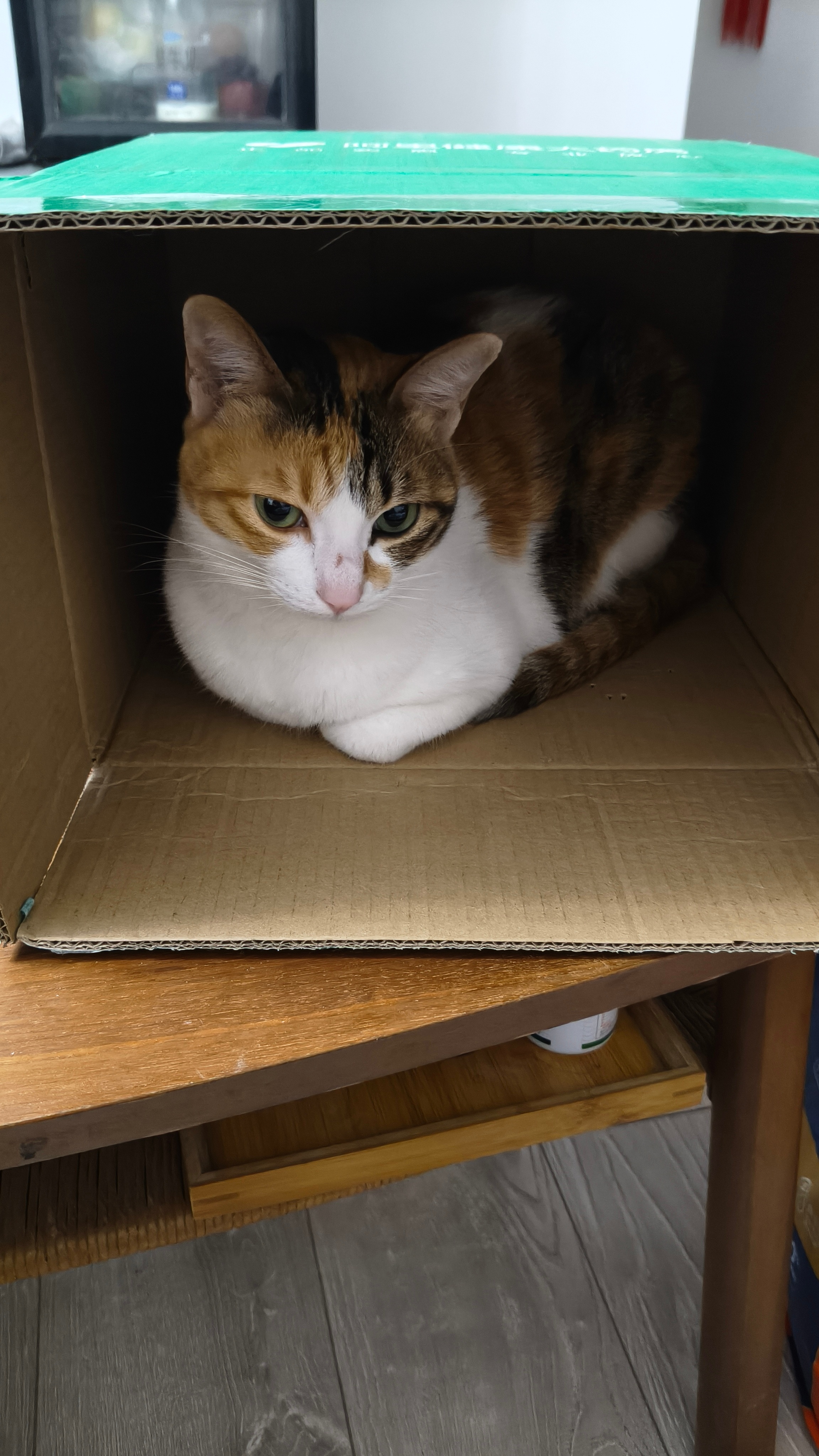 等它睡着了就可以端走这只了 